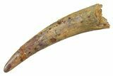 Fossil Pterosaur (Siroccopteryx) Tooth - Morocco #298024-1